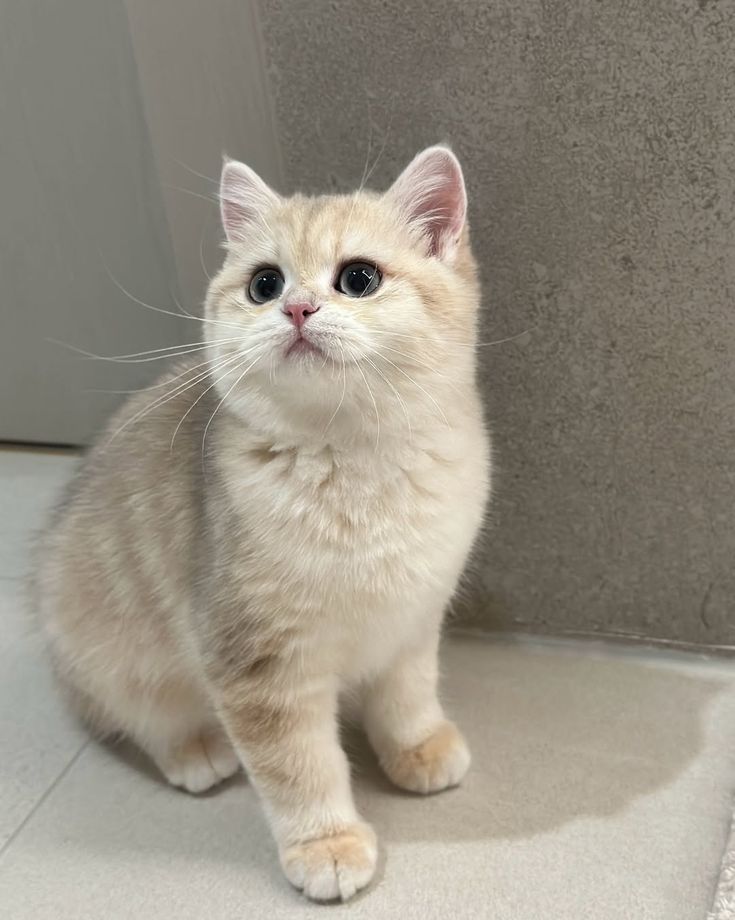 Scottish Fold kitten