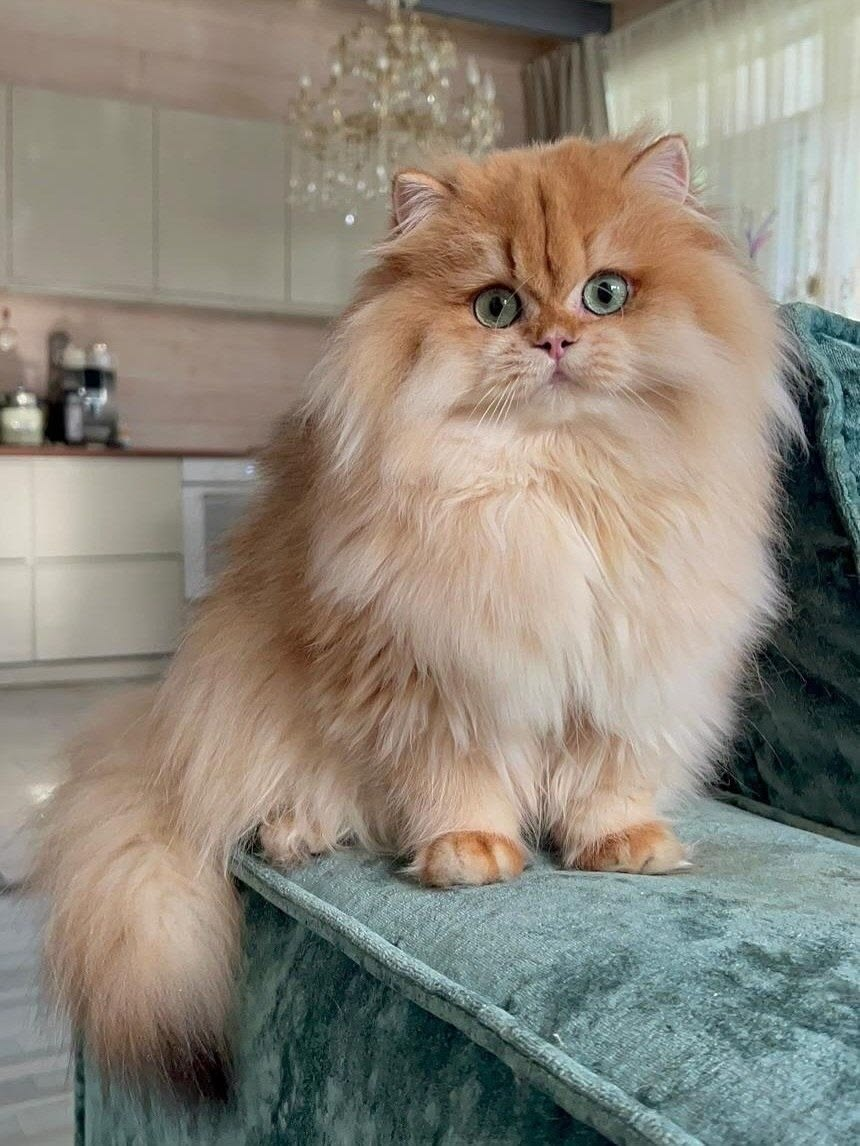 Exotic Shorthair kitten