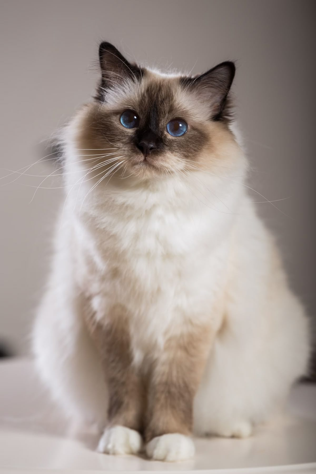Himalayan kitten