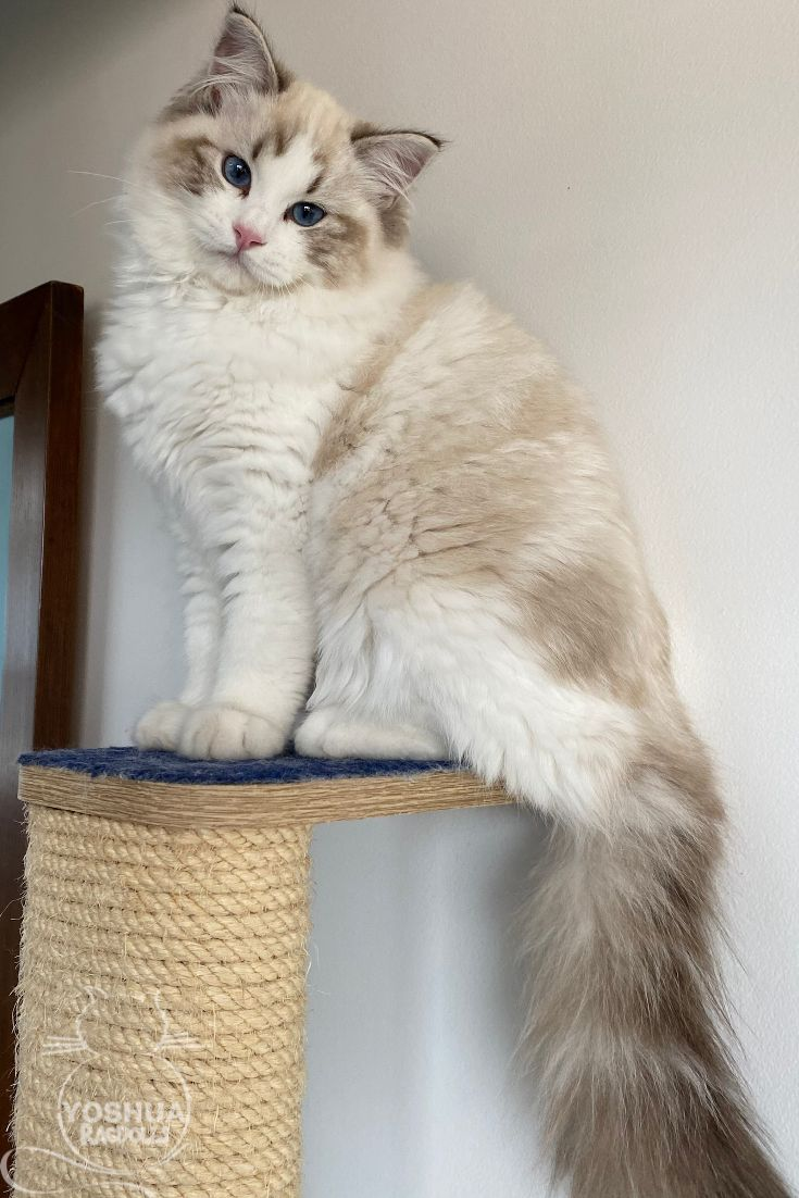 Ragdoll kitten